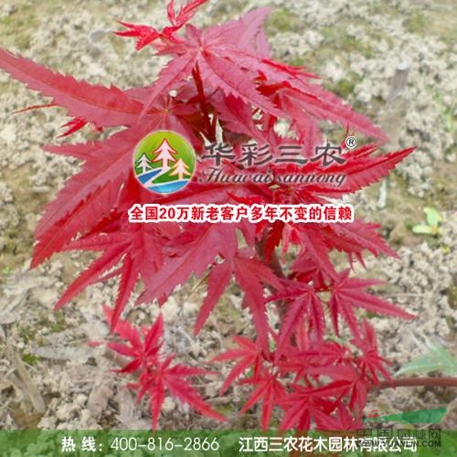 三季紅楓10供應(yīng)/三季紅楓10圖片