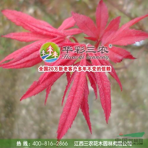 中國紅楓2供應/中國紅楓2圖片
