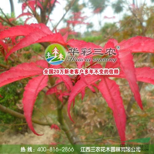 中國紅楓2供應/中國紅楓2圖片