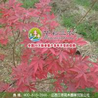 江西中國紅楓*新報價/中國紅楓圖片