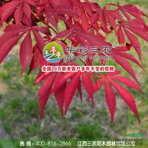 江西中國紅楓最新報價/中國紅楓圖片