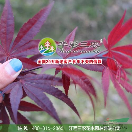 三季紅楓5報價/江西三季紅楓5報價報價/江西三季紅楓5報價/江西三季紅楓5報價報價