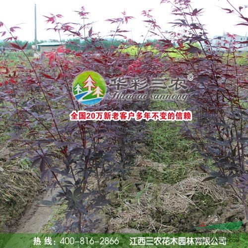 三季紅楓5報價/江西三季紅楓5報價報價/江西三季紅楓5報價/江西三季紅楓5報價報價