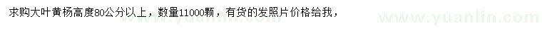 求購高80公分以上大葉黃楊