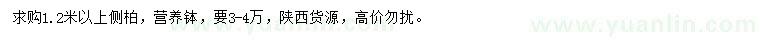 求購1.2米以上側(cè)柏