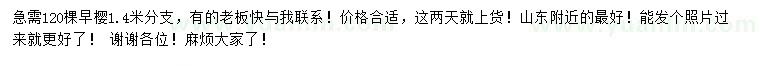 求購1.4米分支早櫻