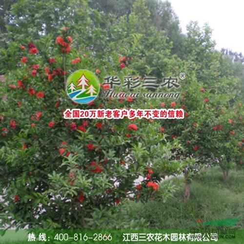 江西牡丹花石榴介紹