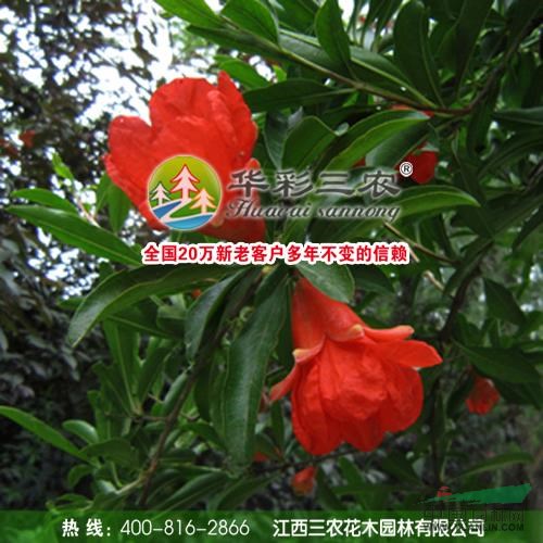 江西牡丹花石榴介紹