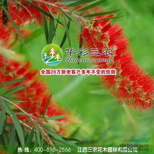 超級(jí)紅千層2行情報(bào)價(jià)\超級(jí)紅千層2圖片展示