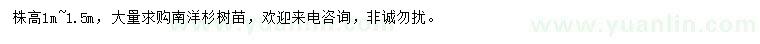 求購高1-1.5米南洋杉