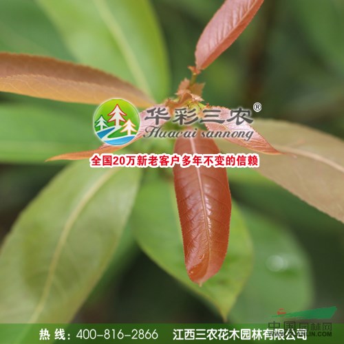 江西紅葉柳信息
