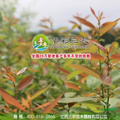 江西紅葉柳信息
