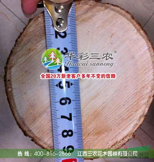 美國(guó)竹柳3行情報(bào)價(jià)\美國(guó)竹柳3圖片展示