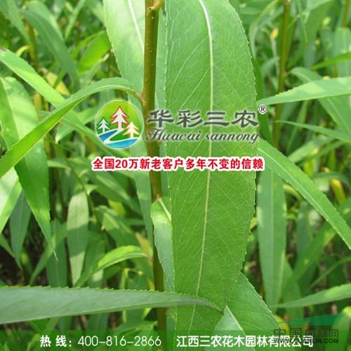美國(guó)竹柳3行情報(bào)價(jià)\美國(guó)竹柳3圖片展示