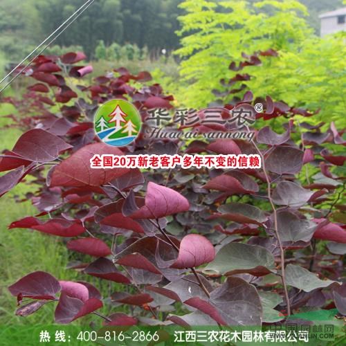 加拿大紅葉紫荊2供應(yīng)/加拿大紅葉紫荊2圖片