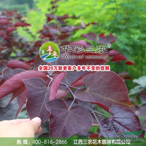 加拿大紅葉紫荊2供應(yīng)/加拿大紅葉紫荊2圖片