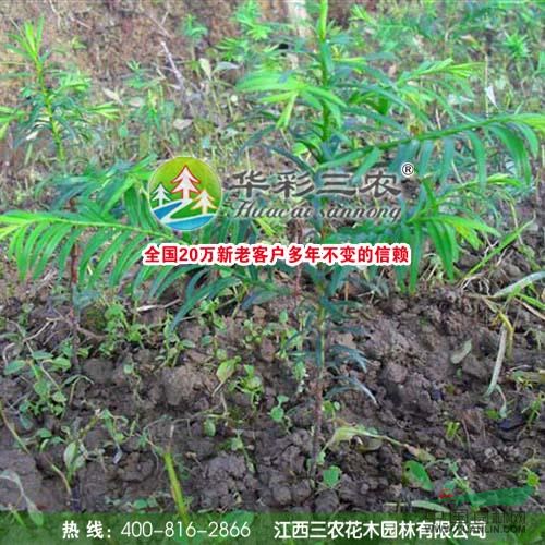 紅豆杉圖片\紅豆杉報(bào)價(jià)