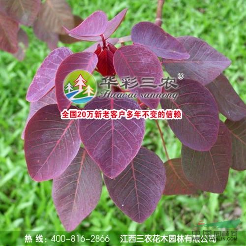 江西美國(guó)紫葉紅櫨2最新報(bào)價(jià)/美國(guó)紫葉紅櫨2圖片