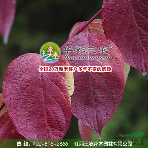 紅瑞木行情報(bào)價(jià)\紅瑞木圖片展示