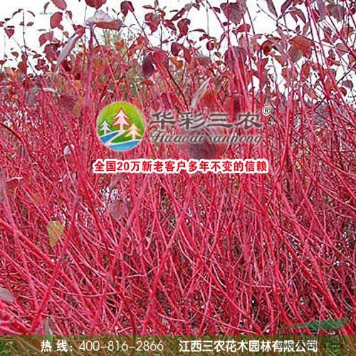 紅瑞木2圖片\紅瑞木2報(bào)價(jià)