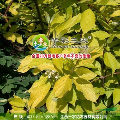 紅瑞木2圖片\紅瑞木2報(bào)價(jià)