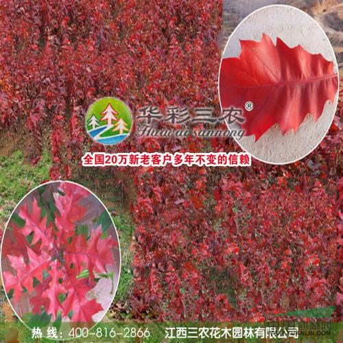 江西北美紅櫟2信息