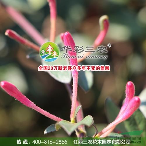 紅色金銀花供應/紅色金銀花圖片