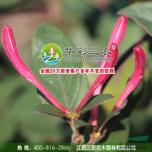 紅色金銀花供應/紅色金銀花圖片