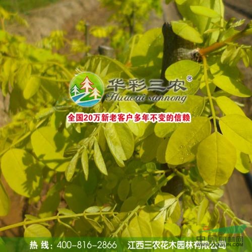 金葉刺槐圖片\金葉刺槐報(bào)價(jià)