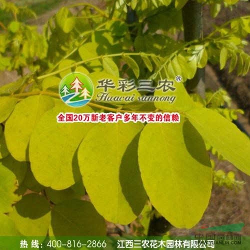金葉刺槐圖片\金葉刺槐報(bào)價(jià)