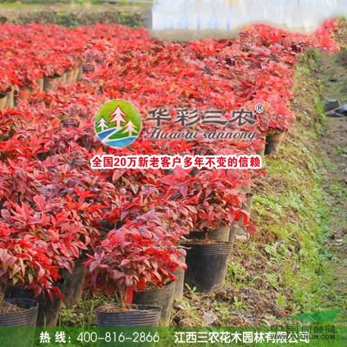 紅葉南天竹行情報(bào)價(jià)\紅葉南天竹圖片展示