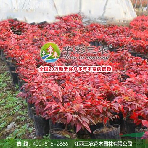 紅葉南天竹行情報(bào)價(jià)\紅葉南天竹圖片展示