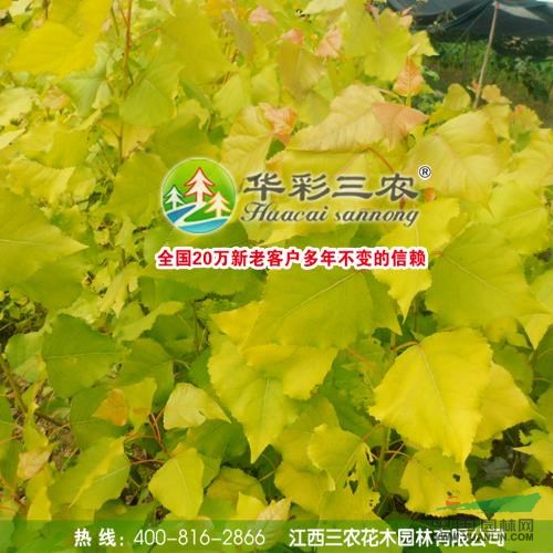 江西歐洲金葉楊3最新報價/歐洲金葉楊3圖片