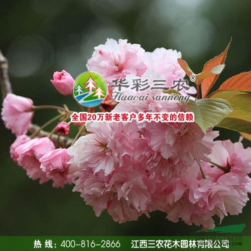 關(guān)山櫻花春季照4報價/江西關(guān)山櫻花春季照4報價