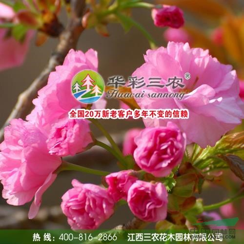 關(guān)山櫻花春季照4報價/江西關(guān)山櫻花春季照4報價