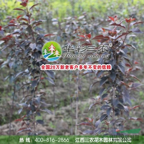 紅葉櫻花夏季照2最新價格/紅葉櫻花夏季照2報價