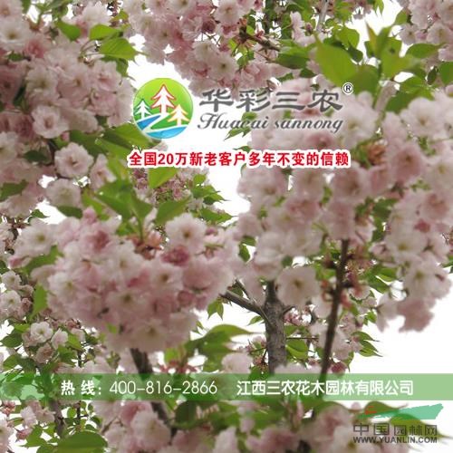 八重紅枝垂—江西三農(nóng)花木園林有限公司 