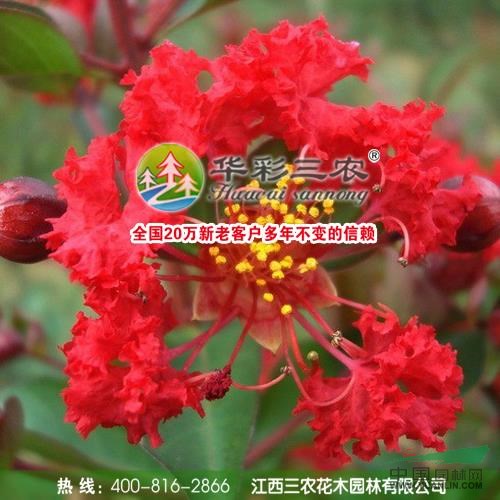 紅火箭紫薇4報(bào)價(jià)/江西紅火箭紫薇4報(bào)價(jià)