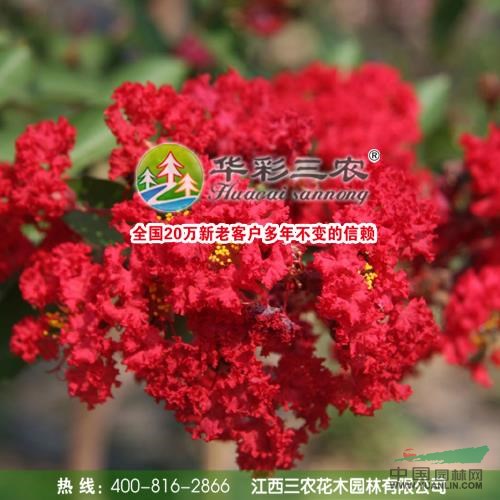 秋.紅火箭紫薇3圖片\秋.紅火箭紫薇3報價