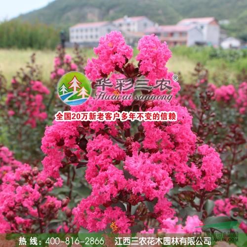 美國紅葉紫薇3報(bào)價(jià)/江西美國紅葉紫薇3報(bào)價(jià)