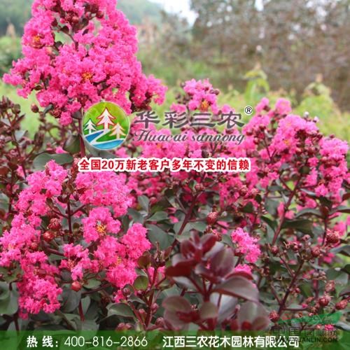 美國紅葉紫薇3報(bào)價(jià)/江西美國紅葉紫薇3報(bào)價(jià)