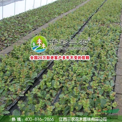 江西3公分紫薇樹、5公分速生艷紅紫薇新報價/速生艷紅紫薇圖片