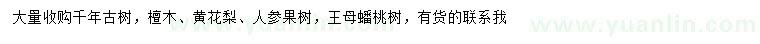 求購檀木、黃花梨樹、人參果樹