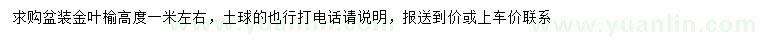 求購(gòu)高1米金葉榆