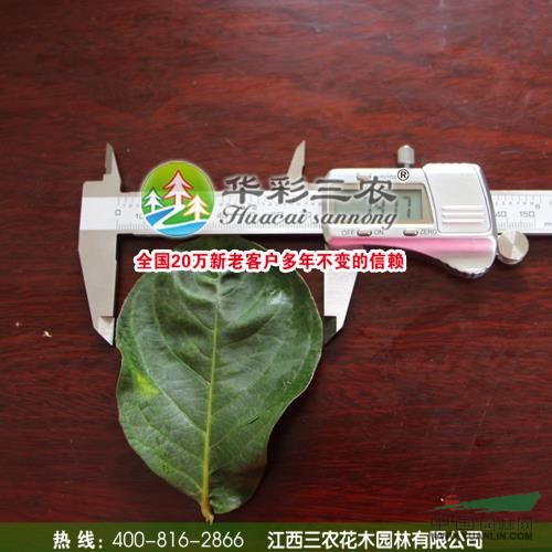 速生艷紅紫薇與普通紫薇葉子對(duì)比實(shí)物圖 紫薇苗木對(duì)比價(jià)格