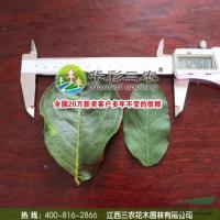 速生艷紅紫薇與普通紫薇葉子對比實(shí)物圖 紫薇苗木對比價格