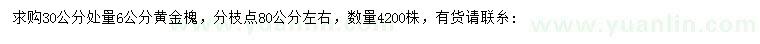 求購30量6公分黃金槐