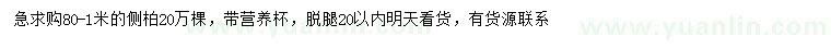 求購80-100公分側(cè)柏