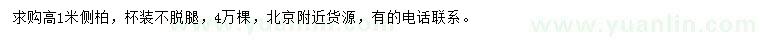 求購(gòu)高1米側(cè)柏