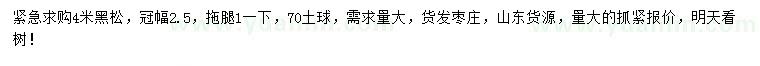求購4米黑松